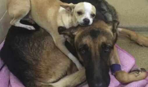 Chihuahua and Best Friend