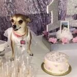 Woman Throws Lavish Quinceañera For Her Rescue Chihuahua