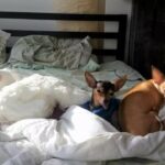 Rescued Chicken Loves To Sleep On The Bed With Her Dog Siblings