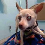 Blind Shelter Chihuahua Was Too Scared, Until Now