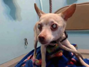 Read more about the article Blind Shelter Chihuahua Was Too Scared, Until Now