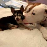 Softy Pit Bulls Who Love Their Fierce Little Chihuahuas