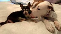Softy Pit Bulls Who Love Their Fierce Little Chihuahuas 2 Screenshot 22