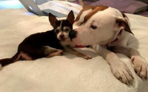 Read more about the article Softy Pit Bulls Who Love Their Fierce Little Chihuahuas