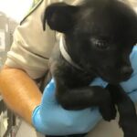 Shelter Chihuahua With Swollen Head Wasn’t Supposed To Grow Up Smart