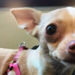 Man Busted for Slamming Daughter’s Chihuahua