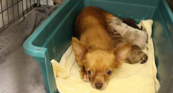 Woman gives up 53 Chihuahuas to shelter