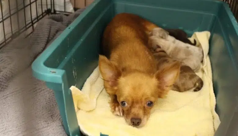 Woman gives up 53 Chihuahuas to shelter
