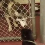 Husky And Chihuahua Knew Each Other Until They Were Reunited