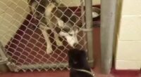 Husky And Chihuahua Knew Each Other Until They Were Reunited 2 Screenshot 3 6