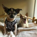 The Rescued Chihuahua Can’t Believe He’s Getting Love