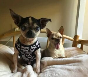 Read more about the article The Rescued Chihuahua Can’t Believe He’s Getting Love