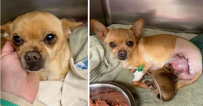 Chihuahua in labor gives birth to "one heck of a miracle" after being hit by a car