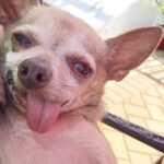 Couple Sees Old, Abandoned Chihuahua And Falls In Love