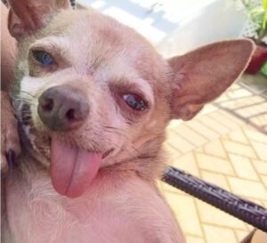 Read more about the article Couple Sees Old, Abandoned Chihuahua And Falls In Love