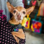 16-Year-Old Shelter Chihuahua Didn’t Look Like She’d Make It