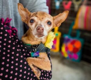 Read more about the article 16-Year-Old Shelter Chihuahua Didn’t Look Like She’d Make It