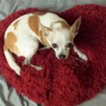 Woman Falls In Love With Shelter Chihuahua Who Had A Nr#143