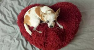 Read more about the article Woman Falls In Love With Shelter Chihuahua Who Had A Nr#143