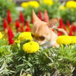 Watch: Tiny Chihuahua Dog Smells Flowers In The Garden