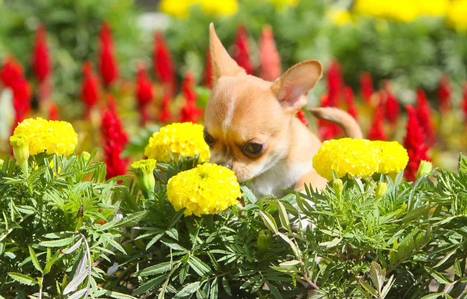 Watch: Tiny Chihuahua Dog Smells Flowers In The Garden 1 WhatsApp Image 2022 08 12 at 2.20.36 PM