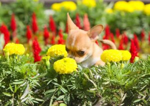 Read more about the article Watch: Tiny Chihuahua Dog Smells Flowers In The Garden