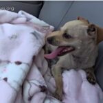 Terrified Abandoned Chihuahua Learns to Trust Again