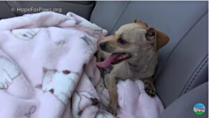 Read more about the article Terrified Abandoned Chihuahua Learns to Trust Again