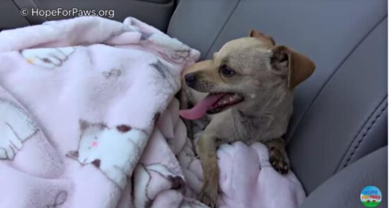 abandoned chihuahua kitty 3