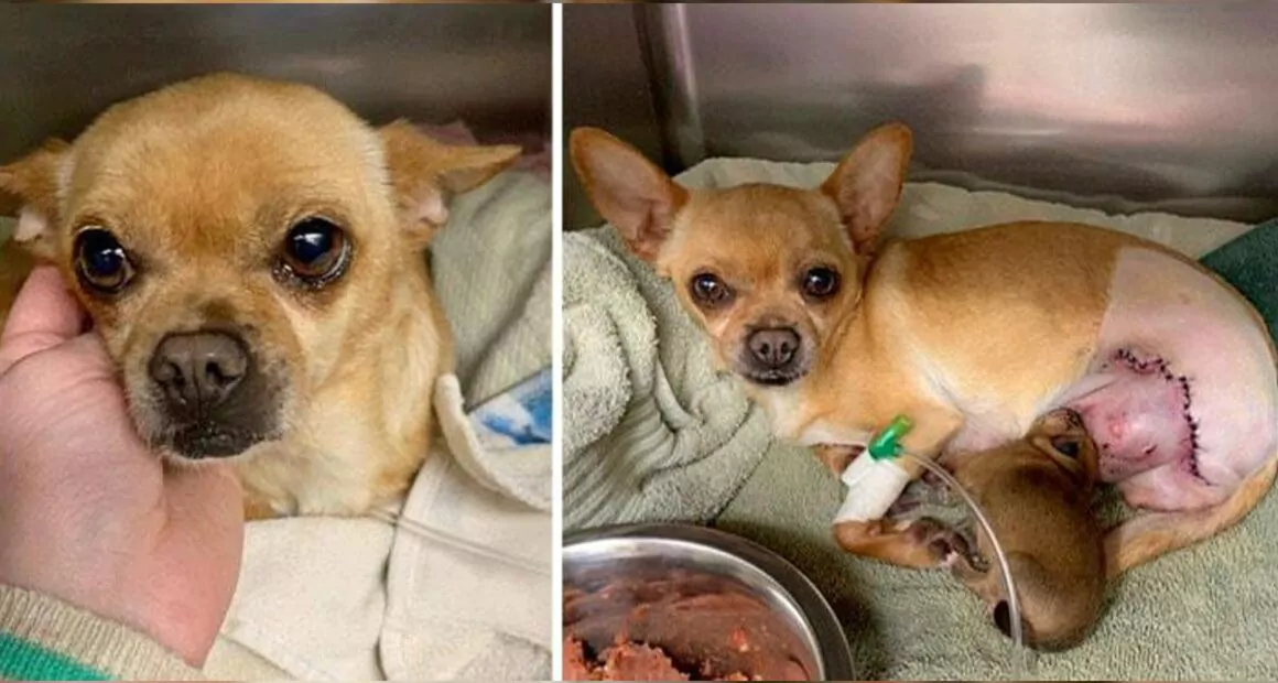 Chihuahua Hit By a Car While in Labor Gives Birth — Chihuacorner.com