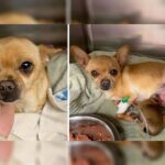 Chihuahua Hit By a Car While in Labor Gives Birth