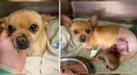 Chihuahua Hit By a Car While in Labor Gives Birth — Chihuacorner.com