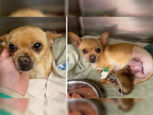 Read more about the article Chihuahua Hit By a Car While in Labor Gives Birth