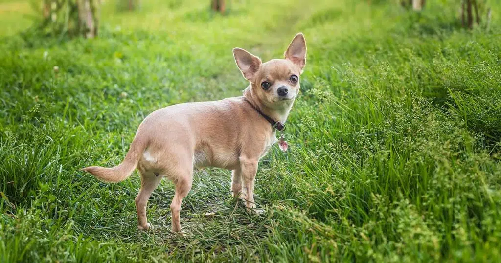 chihuahua og min 1