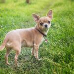 What Do Chihuahuas Eat in The Wild? The Surprising Truth