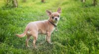 What Do Chihuahuas Eat in The Wild? The Surprising Truth 2 chihuahua og min