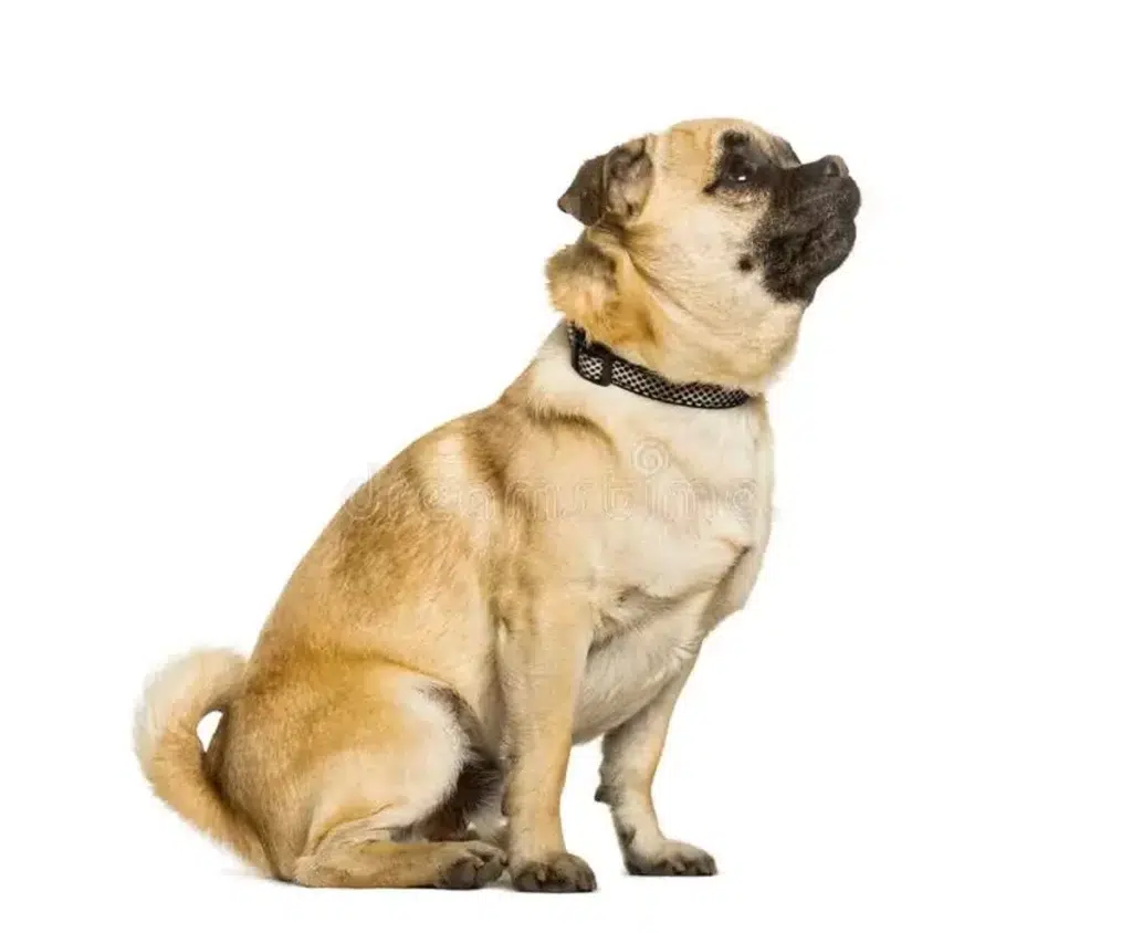 chug dog mixed breed pug chihuahua sitting against white background 150218661