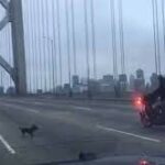 Chihuahua Leads Police On Chase Across San Francisco Bridge