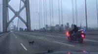 Chihuahua Leads Police On Chase Across San Francisco Bridge 2 download 1 4