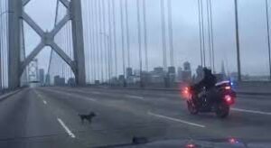 Read more about the article Chihuahua Leads Police On Chase Across San Francisco Bridge