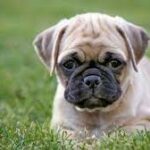 The Chug Dog Profile: Chihuahua Pug Mix