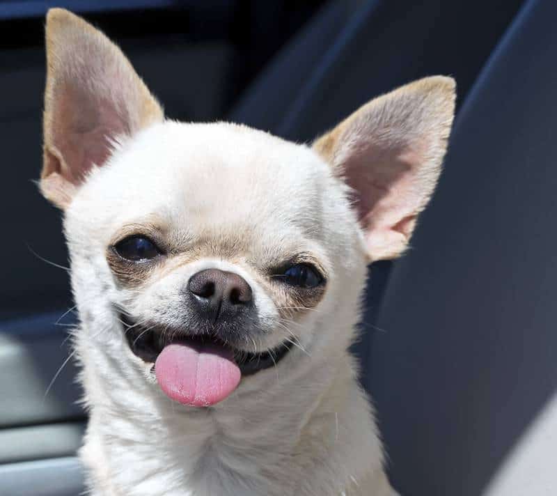 Chihuahua swallowed by python story. (Getty Images/iStockphoto/Getty Images/iStockphoto)
