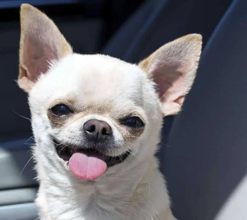 Chihuahua swallowed by python story. (Getty Images/iStockphoto/Getty Images/iStockphoto)
