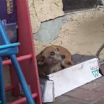 Poor 3-Legged Chihuahua Sleeps in a Shoebox in the Rain