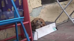 Read more about the article Poor 3-Legged Chihuahua Sleeps in a Shoebox in the Rain