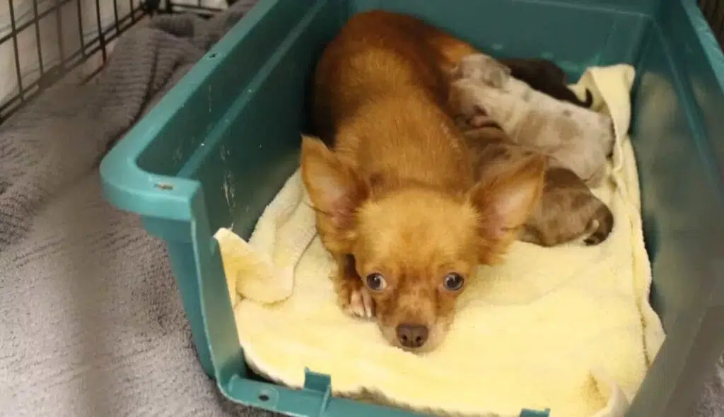 Woman gave up 53 Chihuahuas to shelter