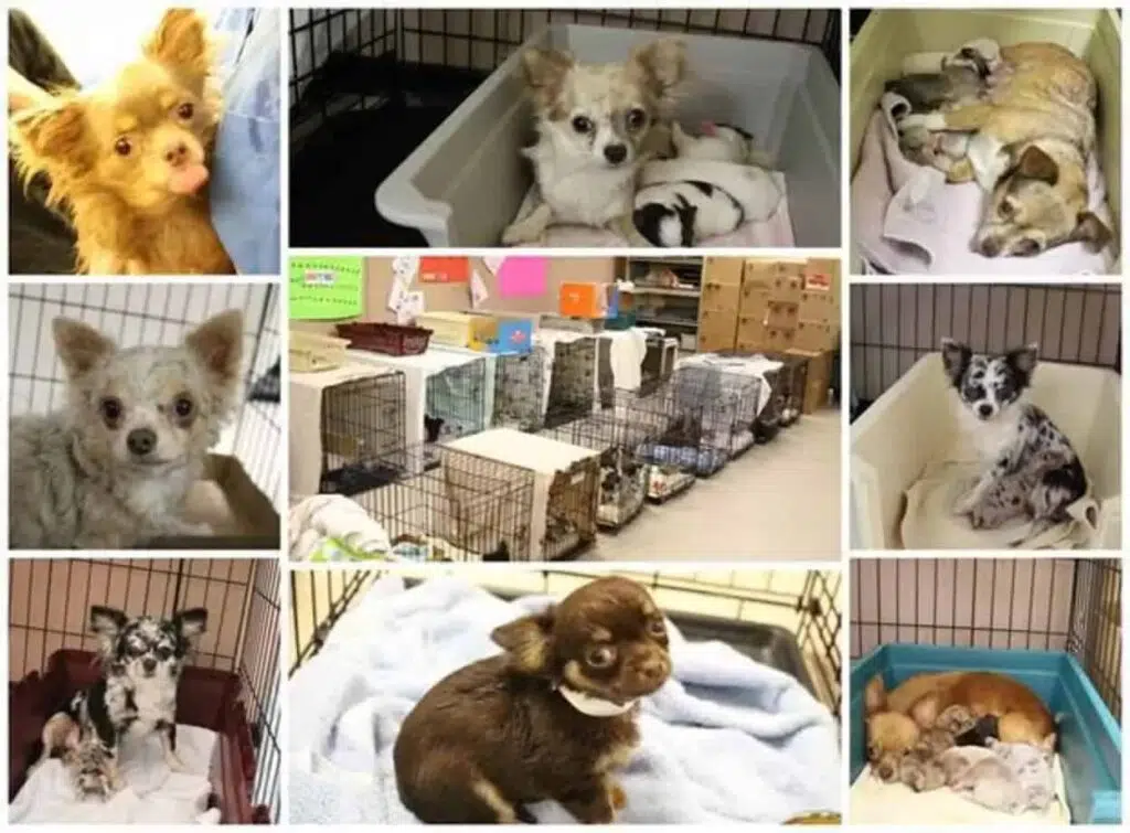 The 53 Chihuahuas given up on shelter