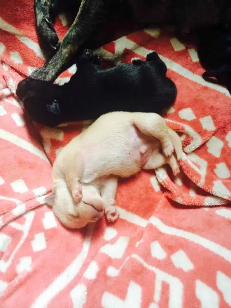 This Little Chi Was Found On The Streets Of LA Before It Was Born 4 image 37 52