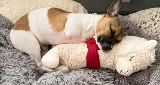 Is a Chihuahua a Terrier question, illustrated by a sleeping Chi next to a plushie.