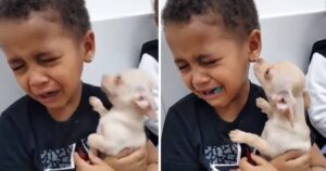 Read more about the article Little Boy Can’t Stop Tears from Pup’s Cuteness